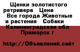 Щенки золотистого ретривера › Цена ­ 15 000 - Все города Животные и растения » Собаки   . Калининградская обл.,Приморск г.